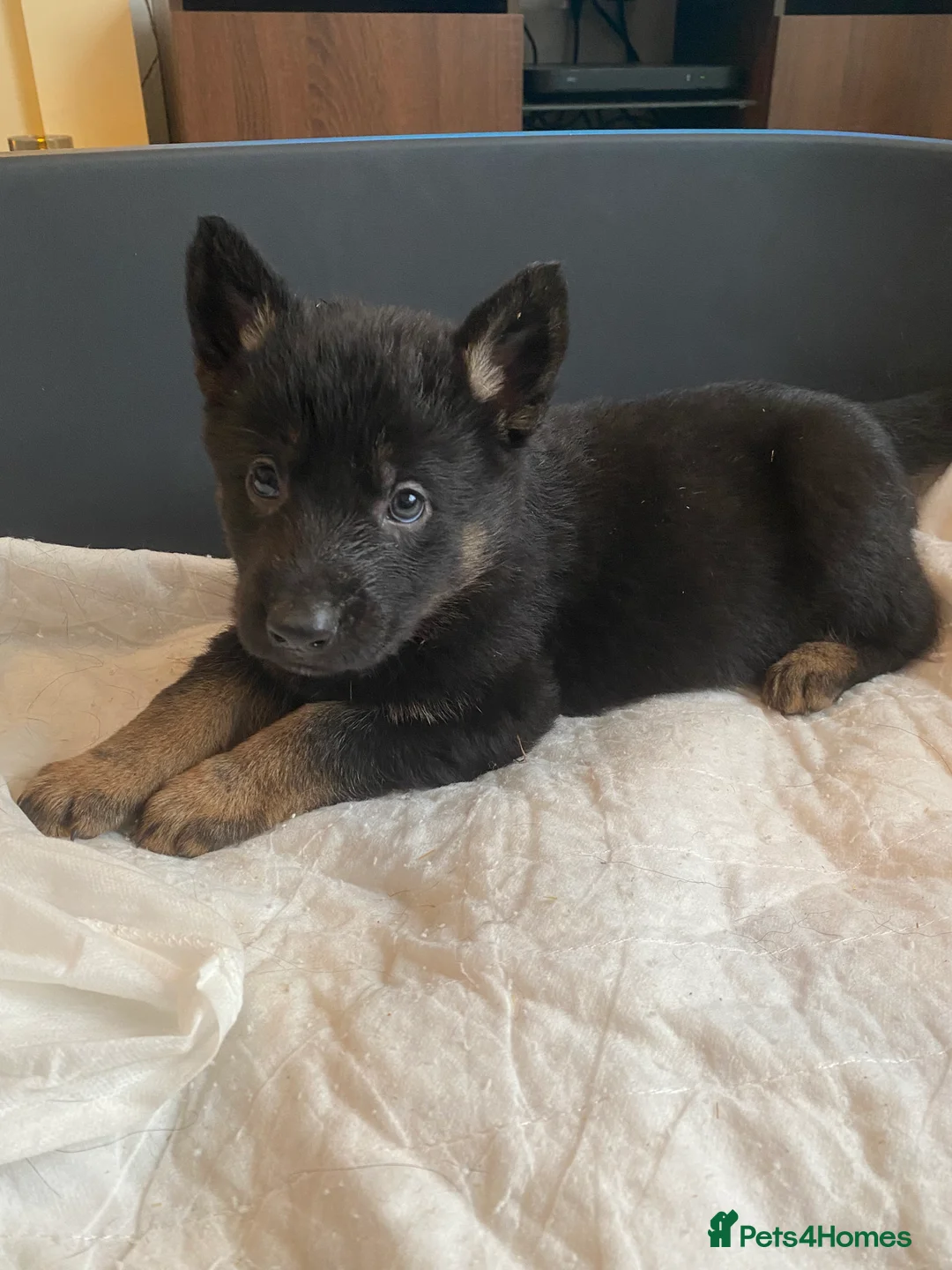 German Shepherd dogs for sale: German shepherd puppies  - Advert 6