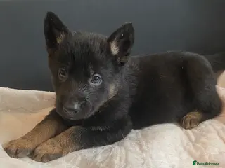 German Shepherd dogs German shepherd puppies - Advert 1