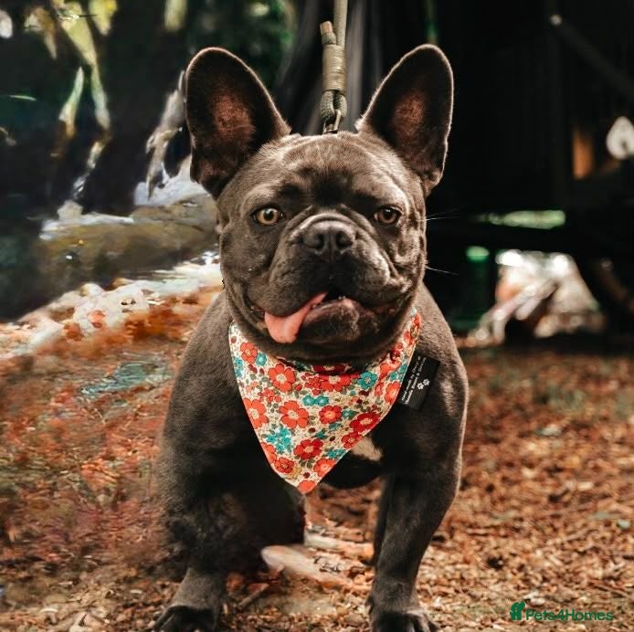 French Bulldog dogs BEAUTIFUL FEMALE FRENCHIE Available now.  - Advert 1