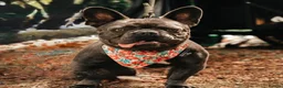 French Bulldog dogs for sale: BEAUTIFUL FEMALE FRENCHIE Available now.  in Holmfirth - Advert 1