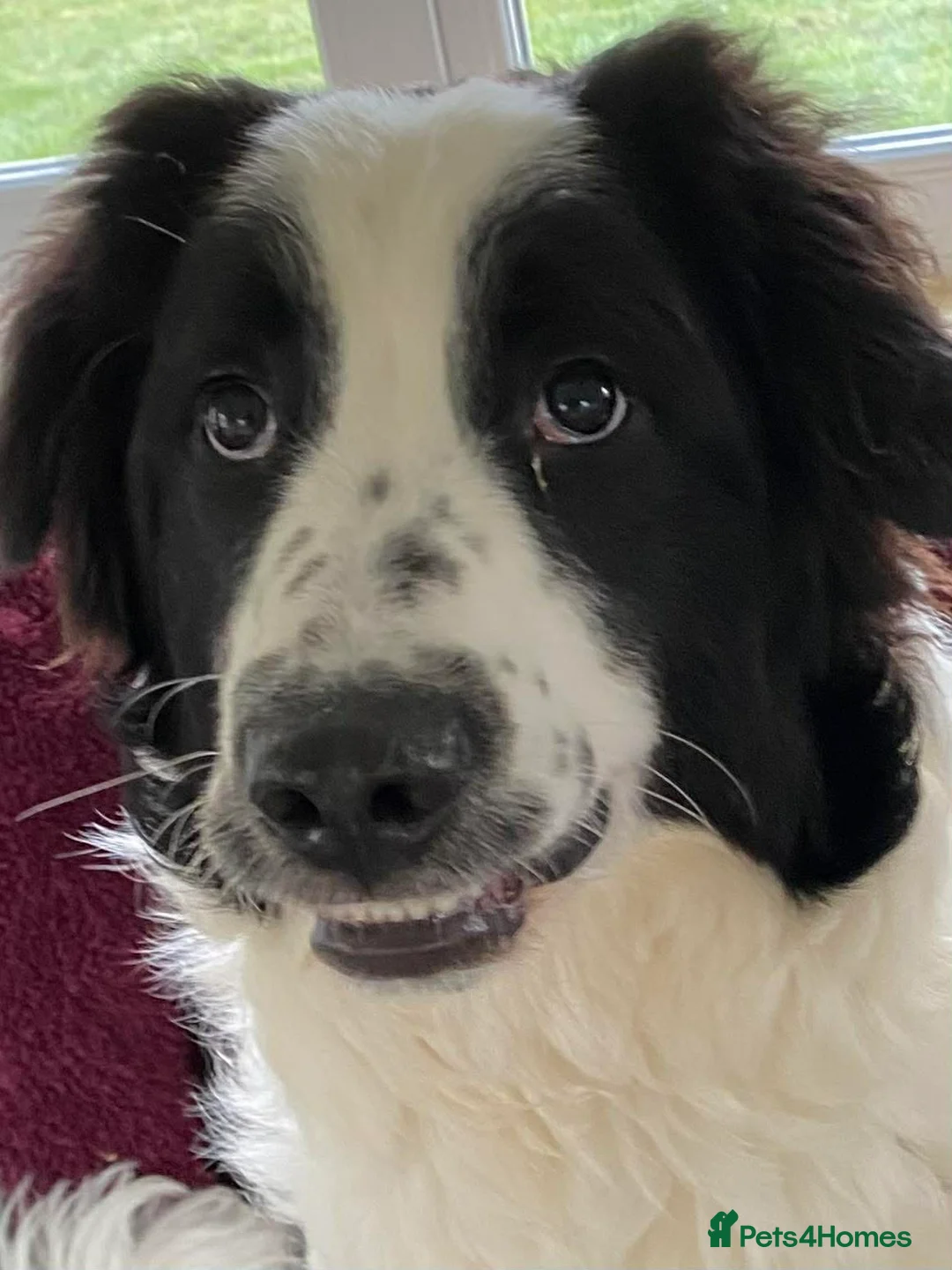 Mixed Breed dogs for adoption: ACE   - Advert 7