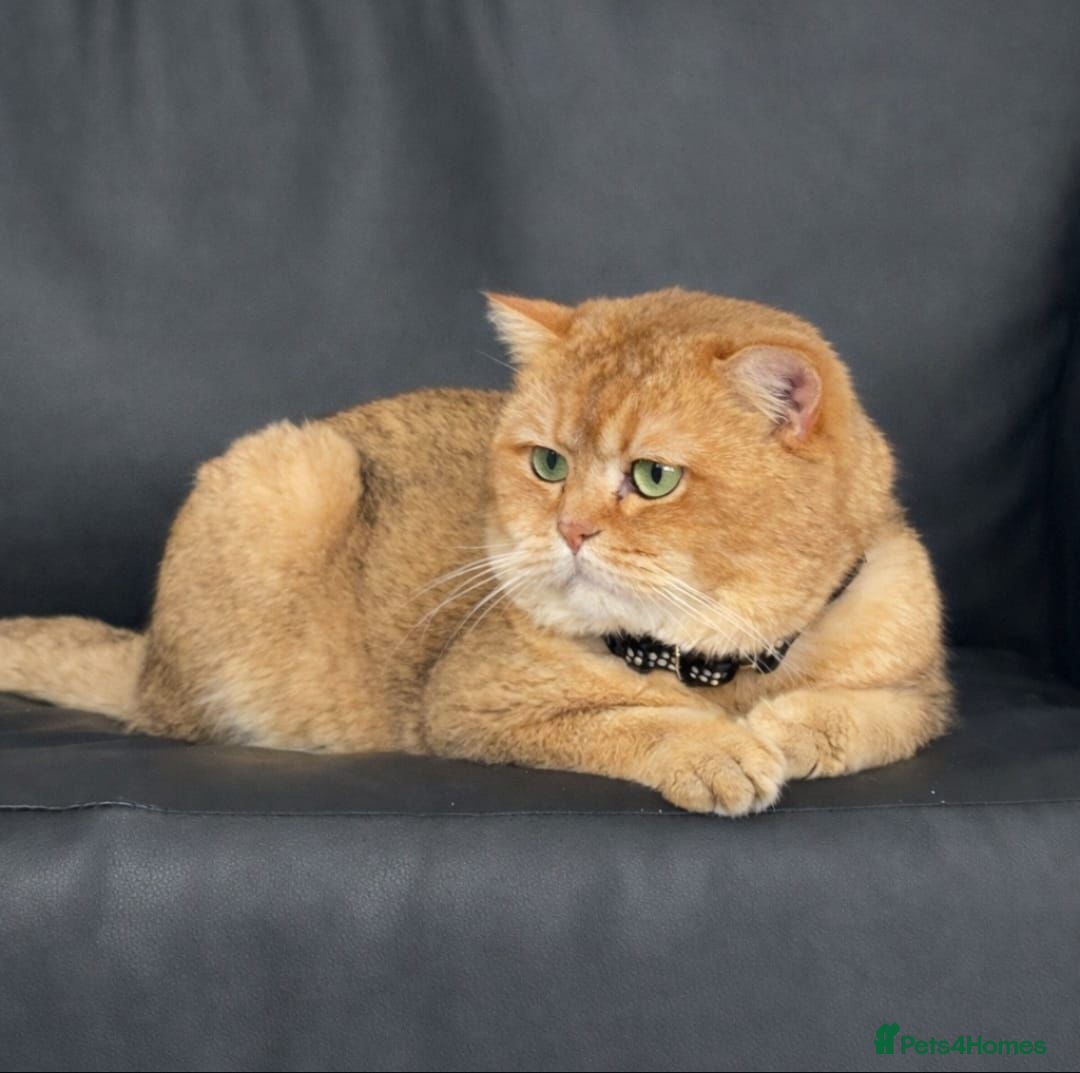 British Shorthair cats British golden cat - Advert 3