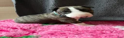 English Bull Terrier dogs for sale: Bull terrier standard. KC registered. BOY - Advert 12