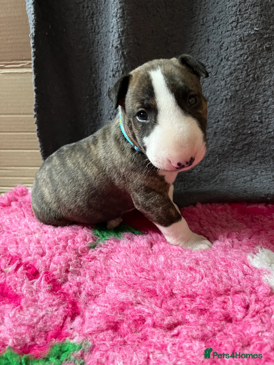 English Bull Terrier dogs for sale: Bull terrier standard. KC registered. BOY - Advert 12