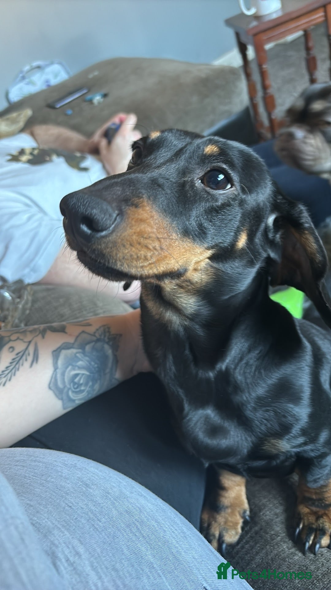 Dachshund dogs for sale: Male dachshund for sale - Advert 1