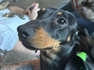 Dachshund dogs Male dachshund for sale - Advert 13