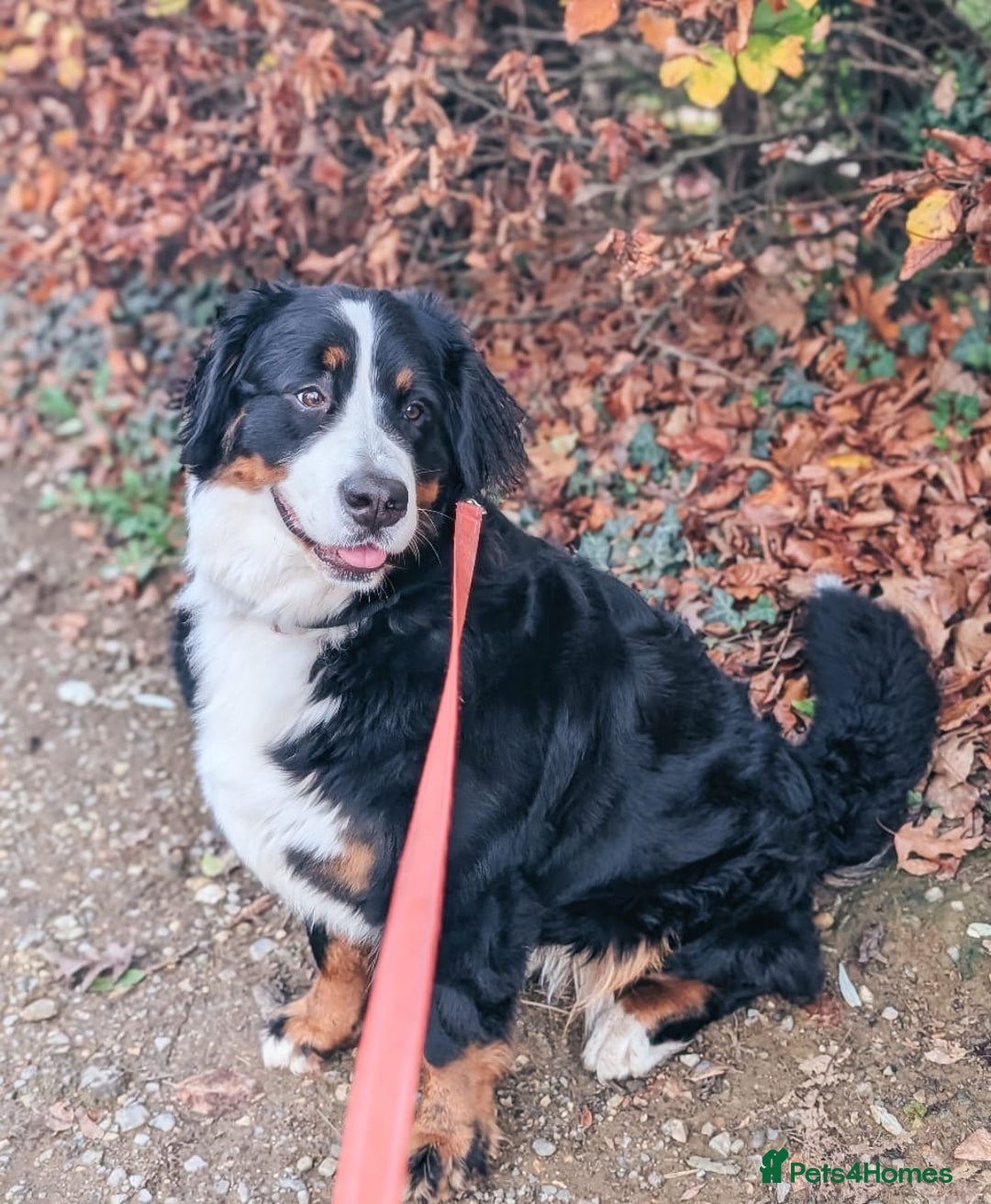 Bernese Mountain Dog dogs for sale: 1yr old female Bernese mountain dog  - Advert 5