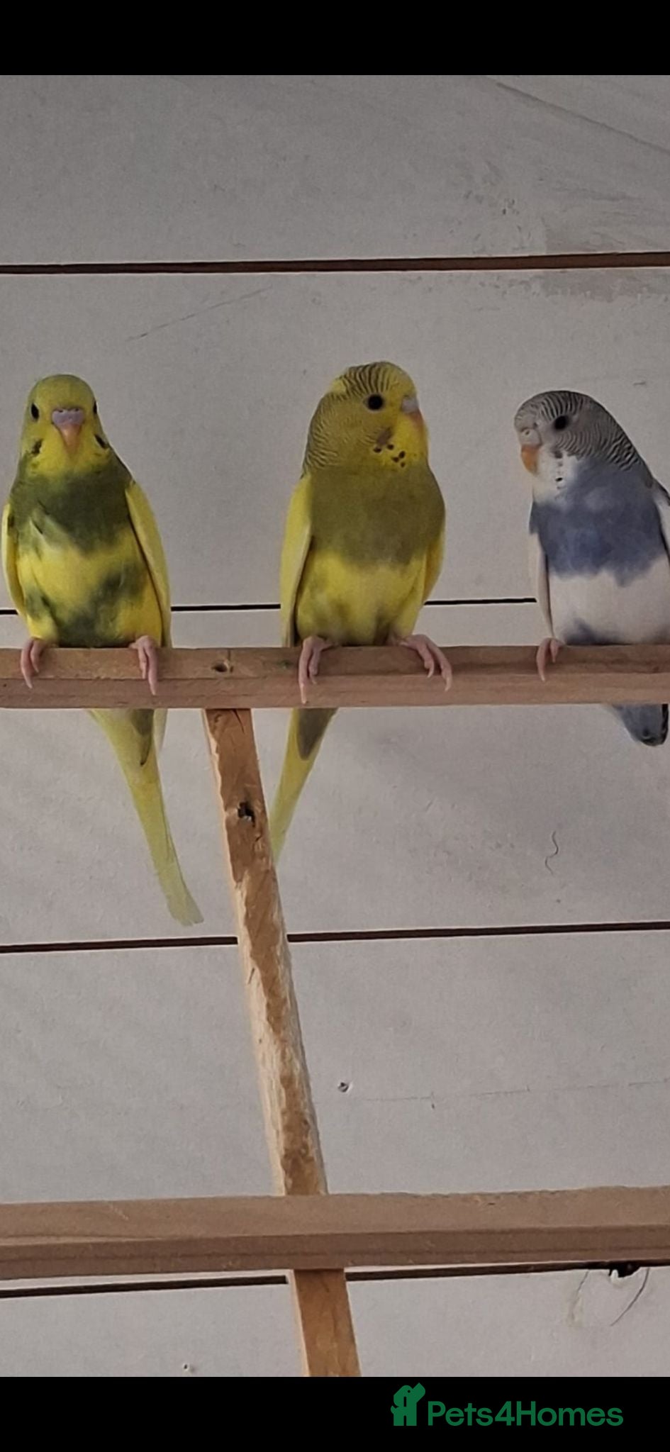 Budgerigars birds Pretty 9 week old baby budgies ready now !!!  - Advert 1