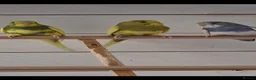 Budgerigars birds for sale: Pretty 9 week old baby budgies ready now !!!  - Advert 1