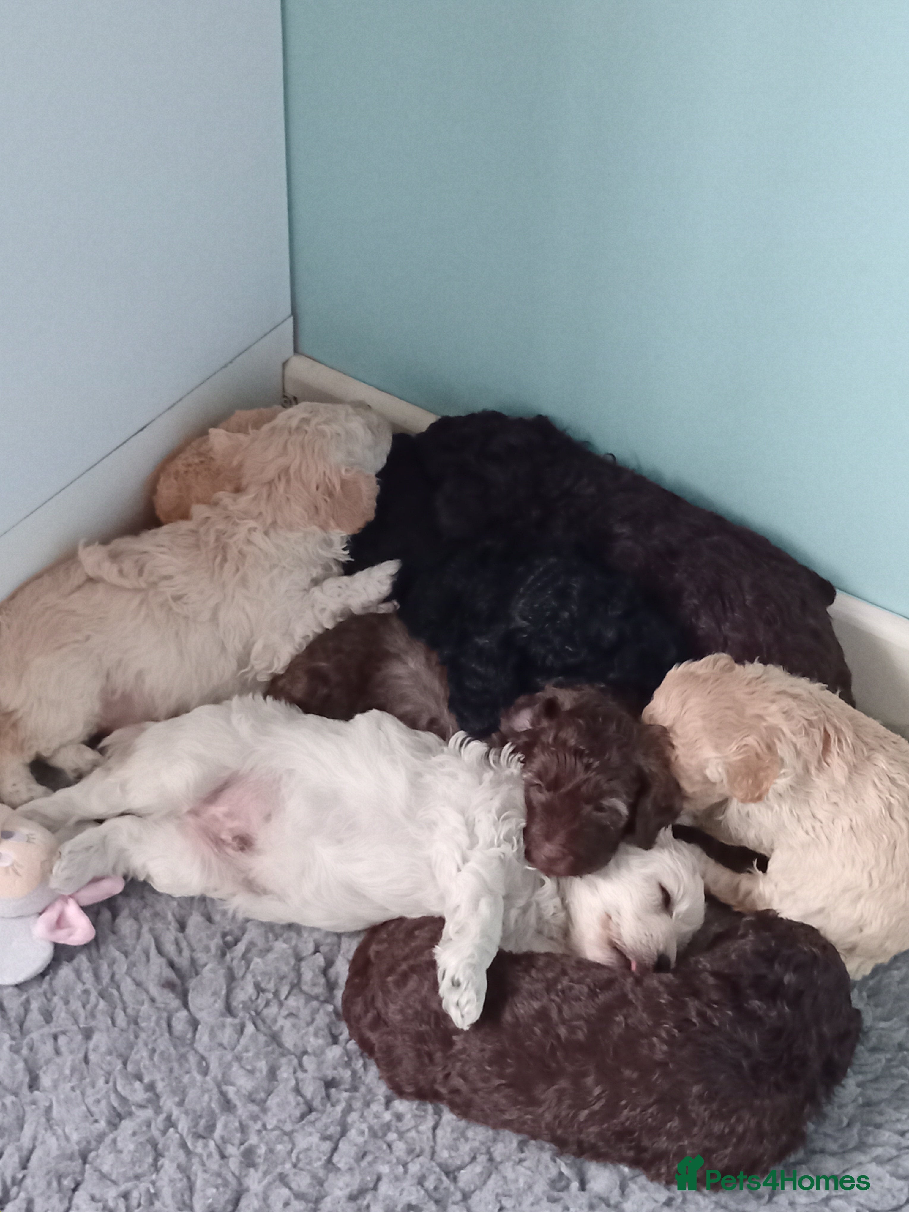 Mini Goldendoodle dogs Gorgeous Miniature Double Doodle puppies  - Advert 3