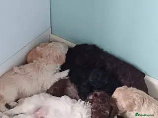 Mini Goldendoodle dogs Gorgeous Miniature Double Doodle puppies - Advert 3