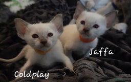 Balinese cats for sale: 8 supersoft purebred GCCF reg Balinese variants - Image 26