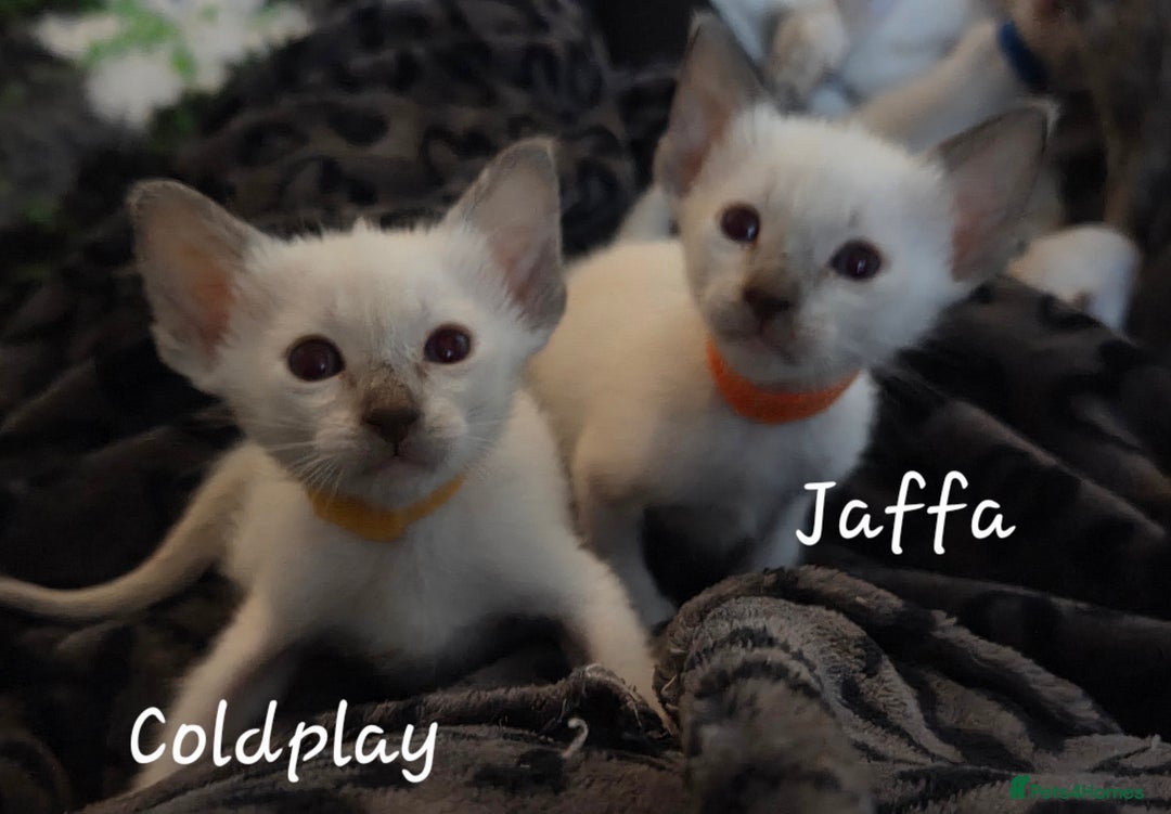 Balinese cats for sale: 8 supersoft purebred GCCF reg Balinese variants - Image 26