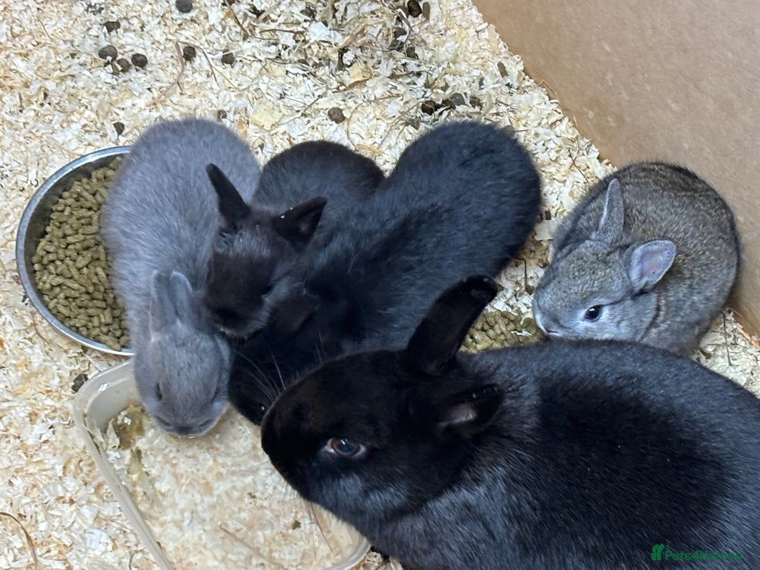 Netherland Dwarf rabbits for sale: Netherlands x lops  - Image 2
