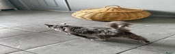 Mixed Breed cats for sale: Stunning little Grey fluffy female cat - Advert 4