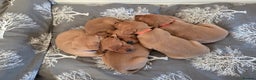 Labrador Retriever dogs for sale: Stunning Red fox labrador puppies  - Advert 8