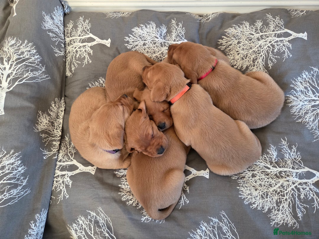 Labrador Retriever dogs for sale: Stunning Red fox labrador puppies  - Advert 8