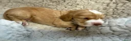 Cocker Spaniel dogs for sale: Cocker spaniel puppies for sale  in Stafford - Advert 13