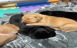 Labrador Retriever dogs for sale: KC reg Labrador pups - Image 5