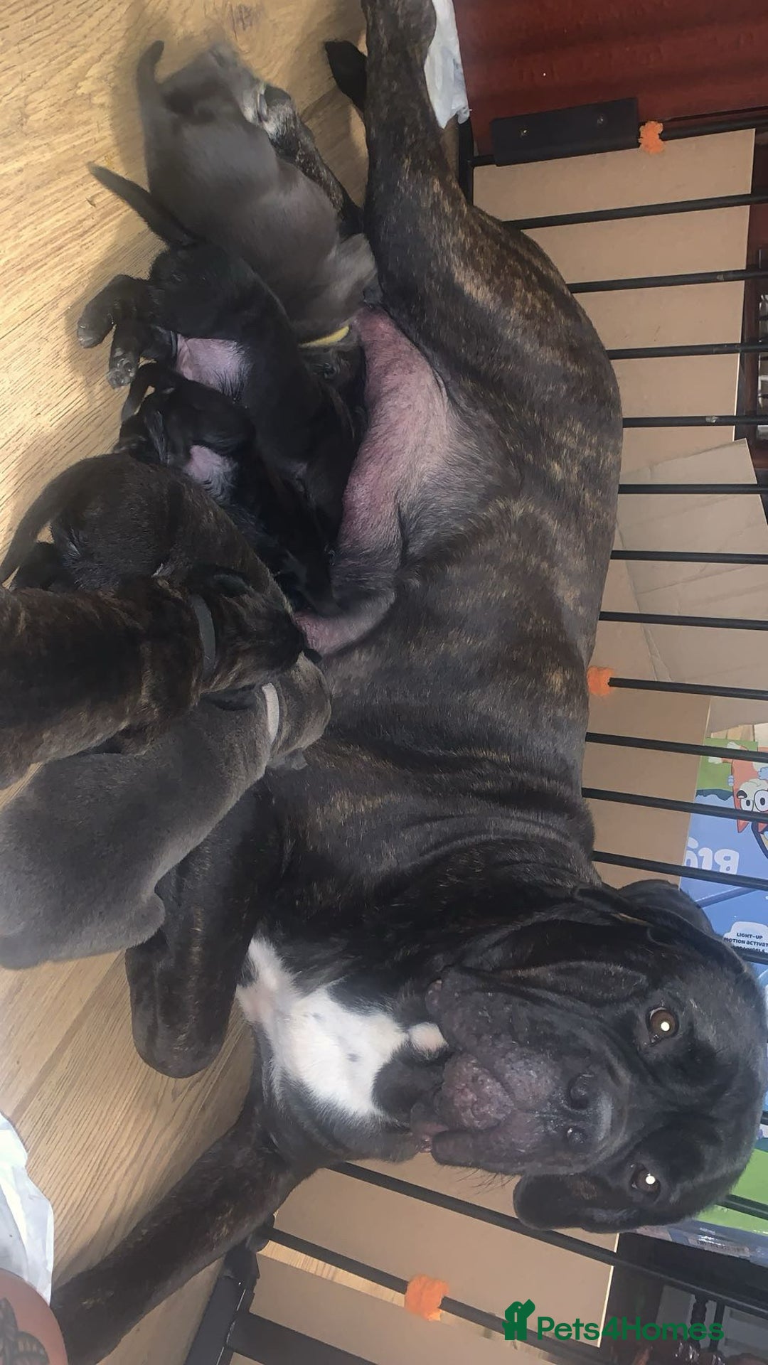 Cane Corso dogs for sale: Beautiful Cane Corso Puppies - Image 3