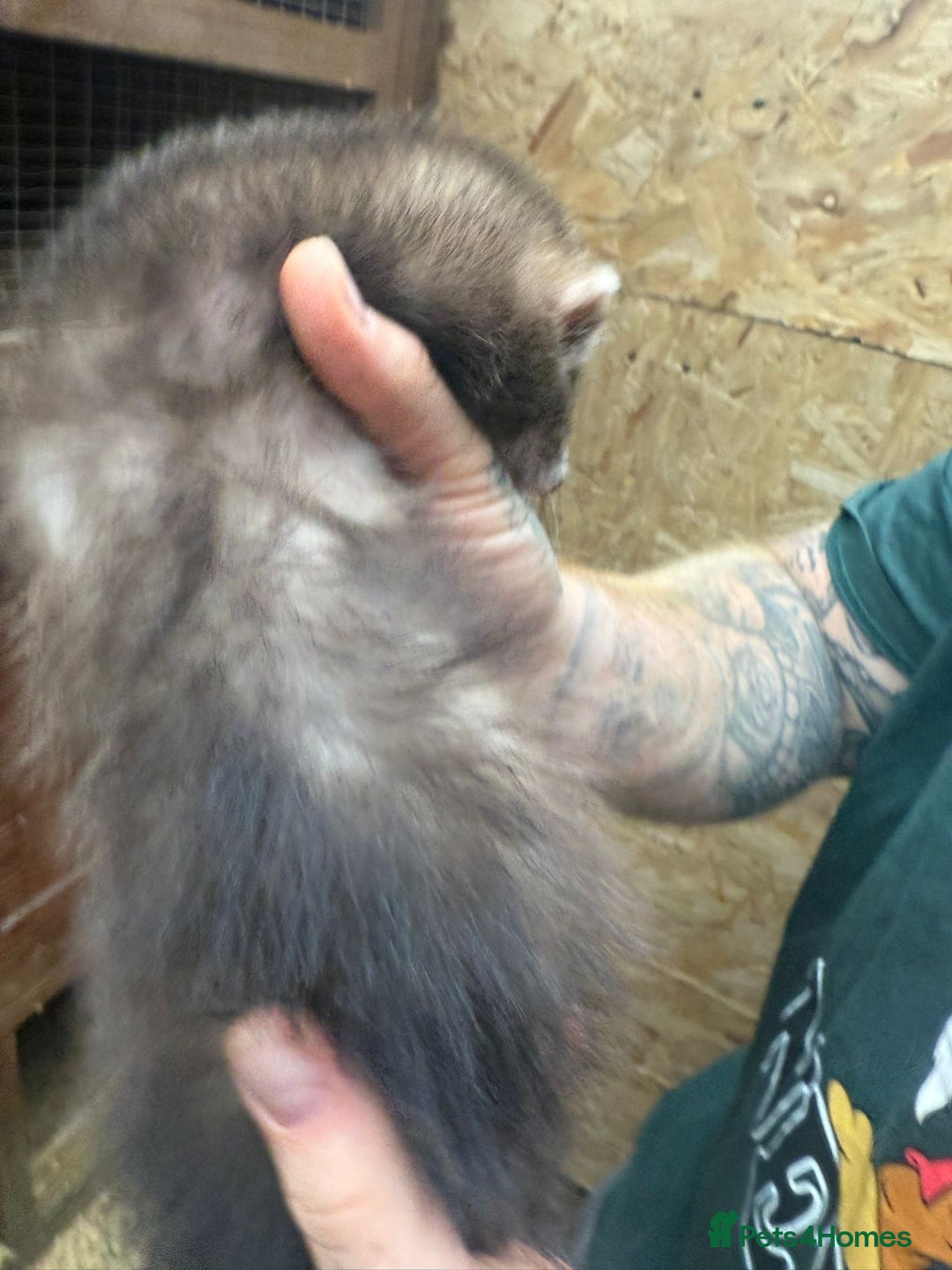 Ferret rodents for sale: Male and female part angora kits  - Image 5