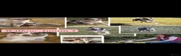 Border Collie dogs for sale: Border collie puppies - Advert 4