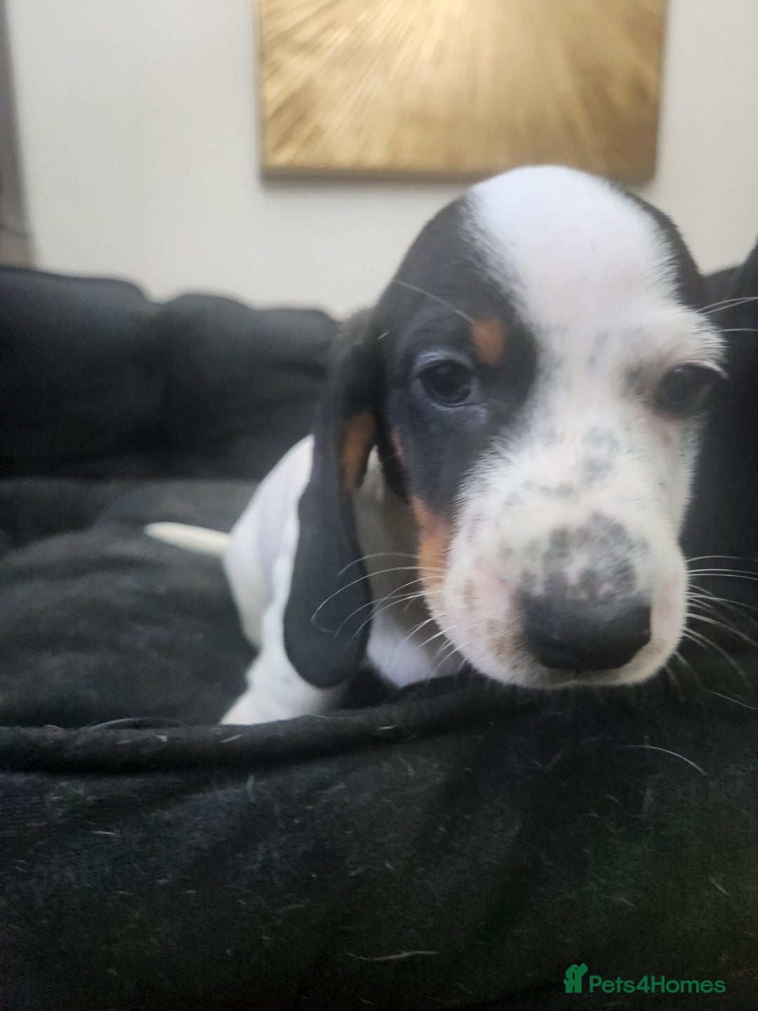 Dachshund dogs for sale: Stunning Dachshund Puppies  - Image 4