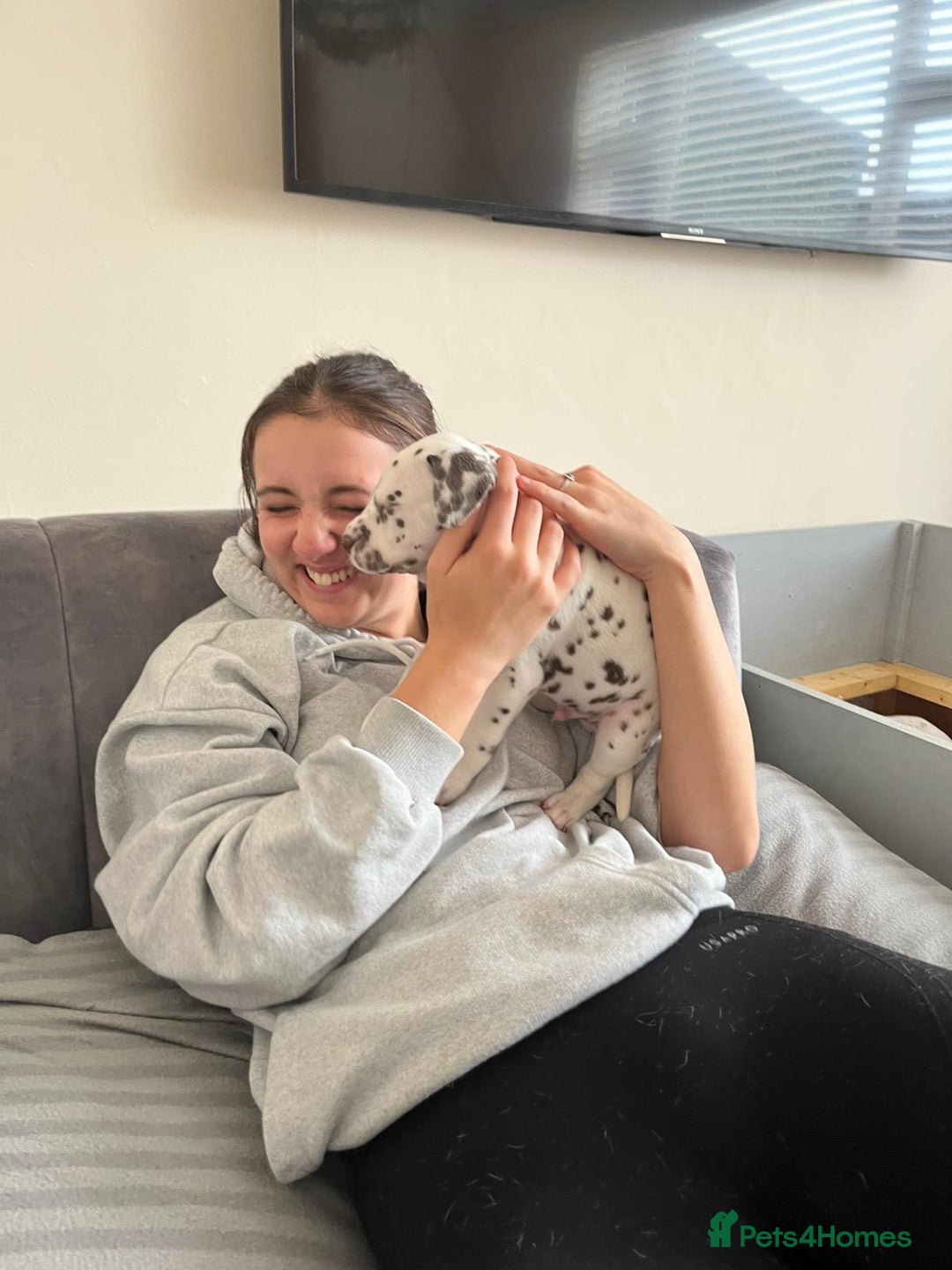 Dalmatian dogs for sale: Top quality show type Dalmatian pups 🐶  - Image 15