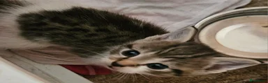 Mixed Breed Kitten 4