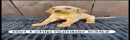 Goldador dogs for sale: Goldador puppies 9 available  - Advert 4