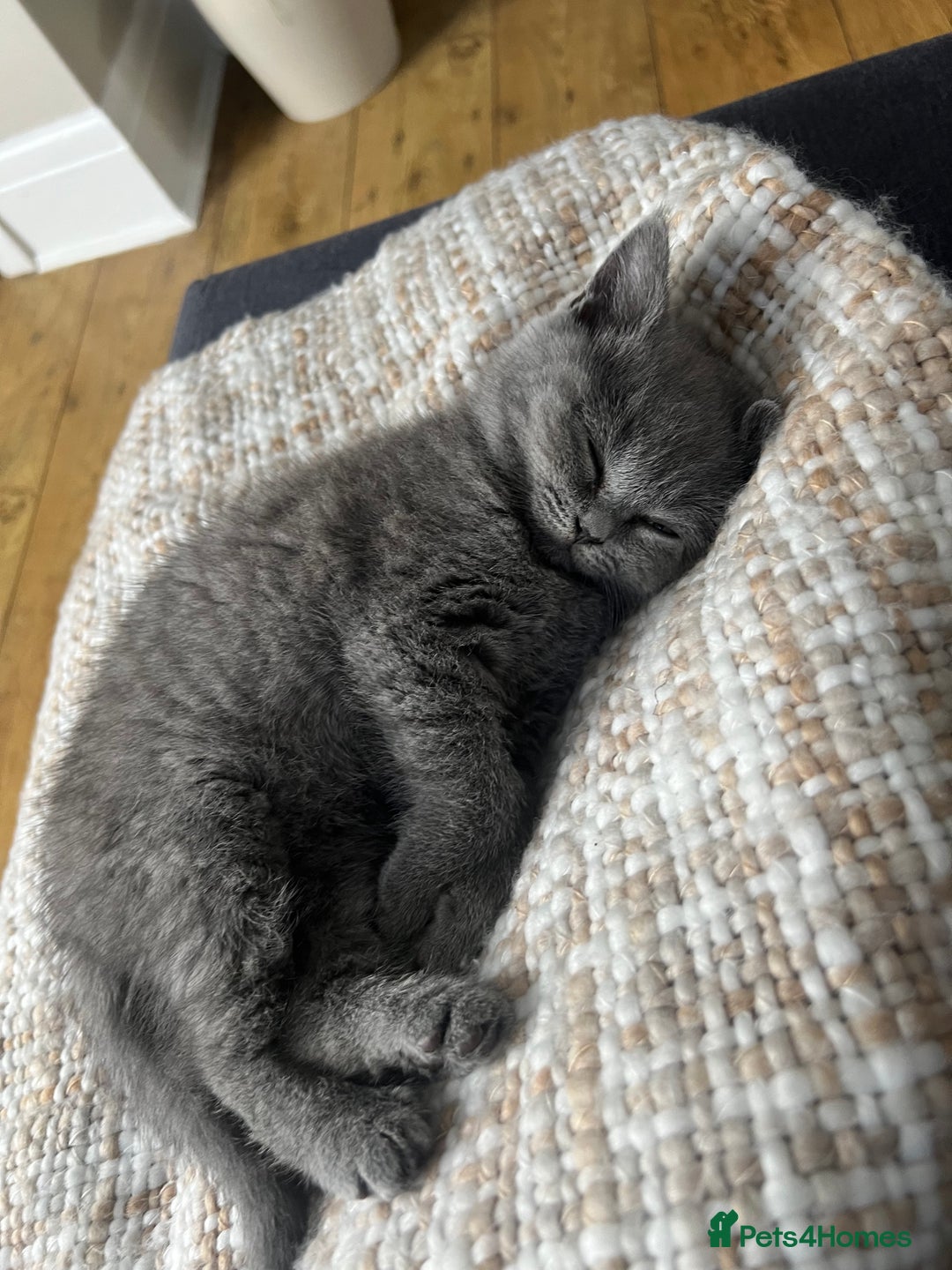 British Shorthair cats for sale: British shorthair  - Image 5
