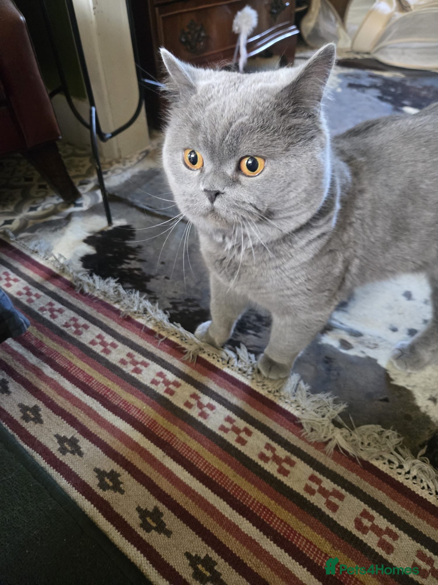 British Shorthair cats Large British short hair blue - Advert 1