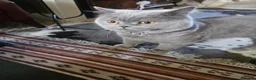 British Shorthair cats for sale: Large British short hair blue in London - Advert 1