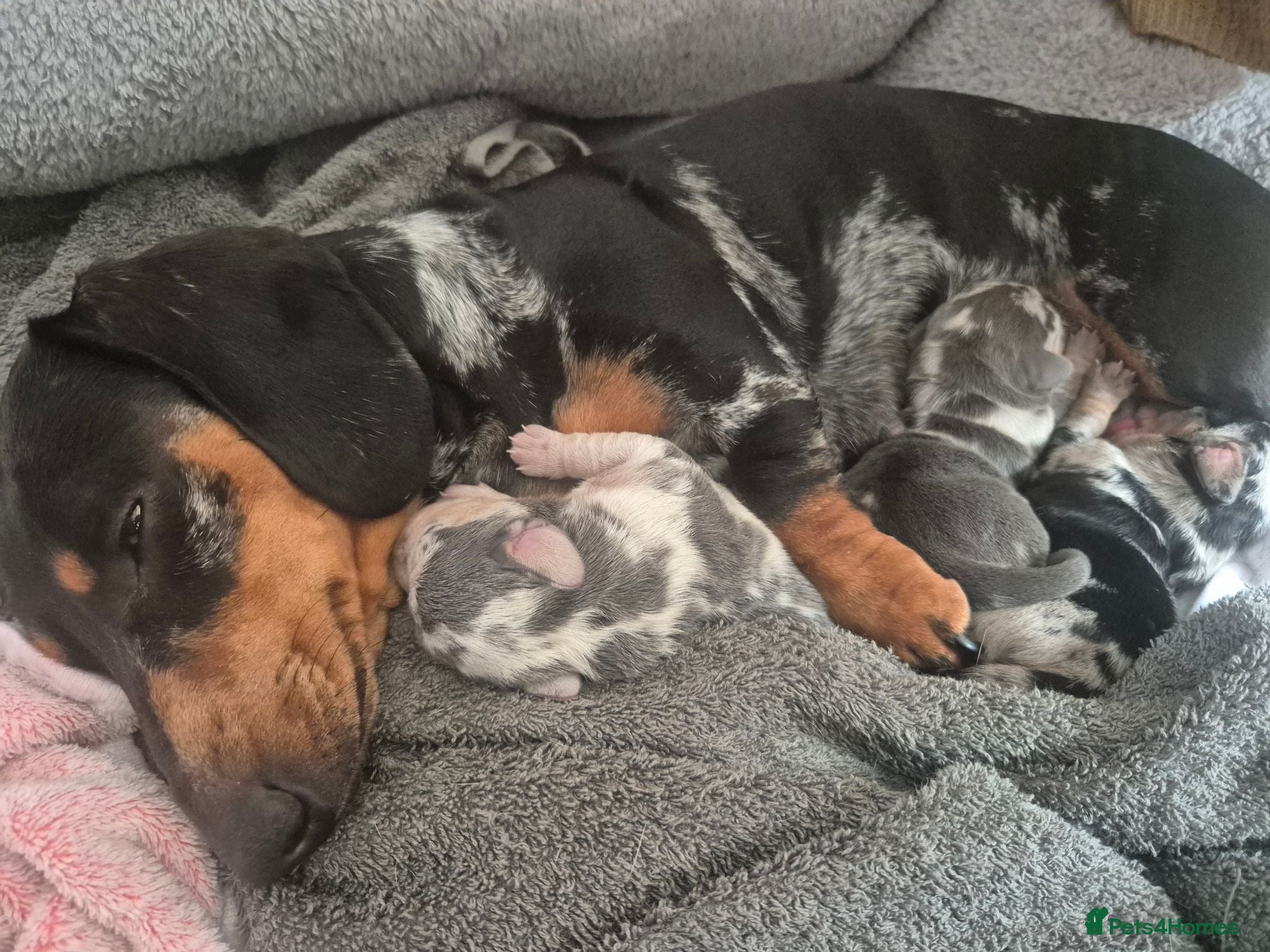 Dachshund dogs 3 dachshund puppies for sale Hull - Advert 1