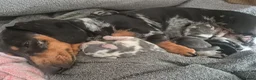 Dachshund dogs for sale: 3 dachshund puppies for sale Hull in Hull - Advert 1