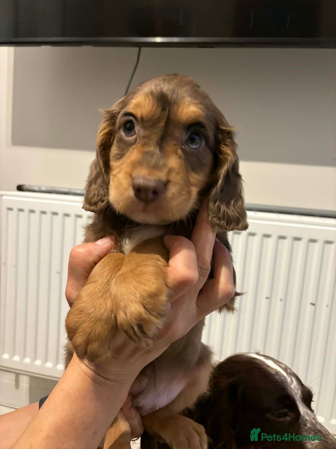 Cocker Spaniel dogs for sale: KC reg parents DNA health tested “show type”   - Advert 8