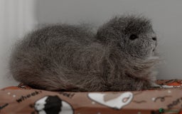 Guinea Pig rodents for sale: Male Swiss Guinea Pigs For Sale - Image 3