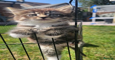 Persian cats - Advert 6