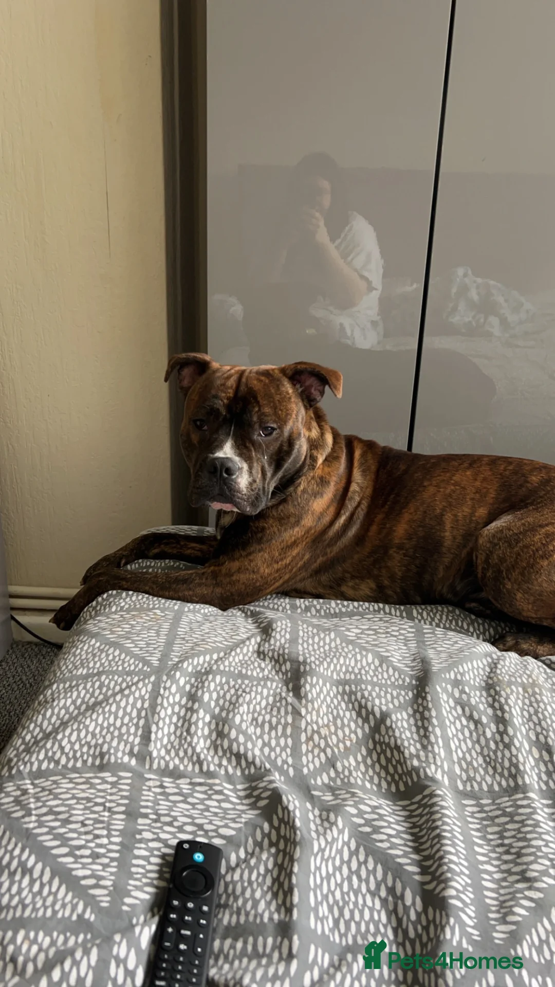 Mixed Breed dogs for adoption: Marley age 3  - Advert 3