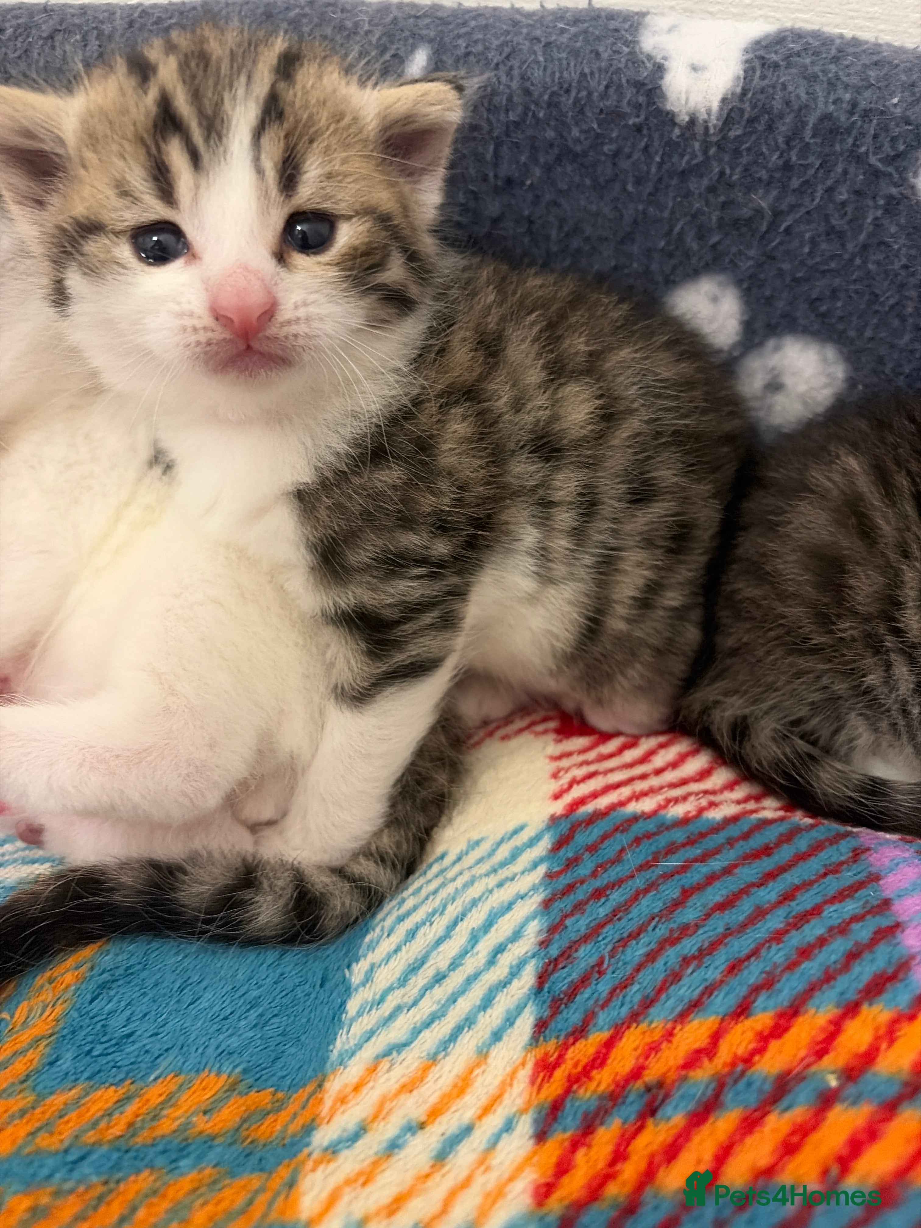 Mixed Breed cats Gorgeous Bengal cross babies  - Advert 2