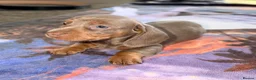 Miniature Dachshund dogs for sale: Beautiful miniature dachshund pups.  - Advert 13