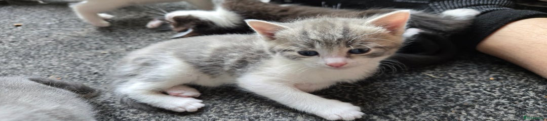 Kitten 1