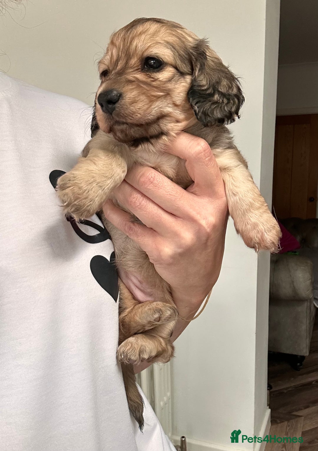 Miniature Dachshund dogs for sale: Beautiful KC reg Miniature Dachshund Bubbies - Image 3