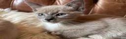 Tonkinese cats for sale: Exquisite Tonkdolls - Advert 31