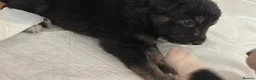 Border Collie dogs for sale: Border collie puppies  - Advert 3