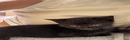 Mixed Breed cats for sale: Beautiful kittens  - Advert 4