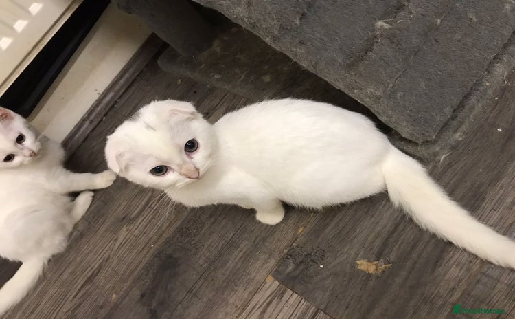 Scottish Fold cats - Advert 5