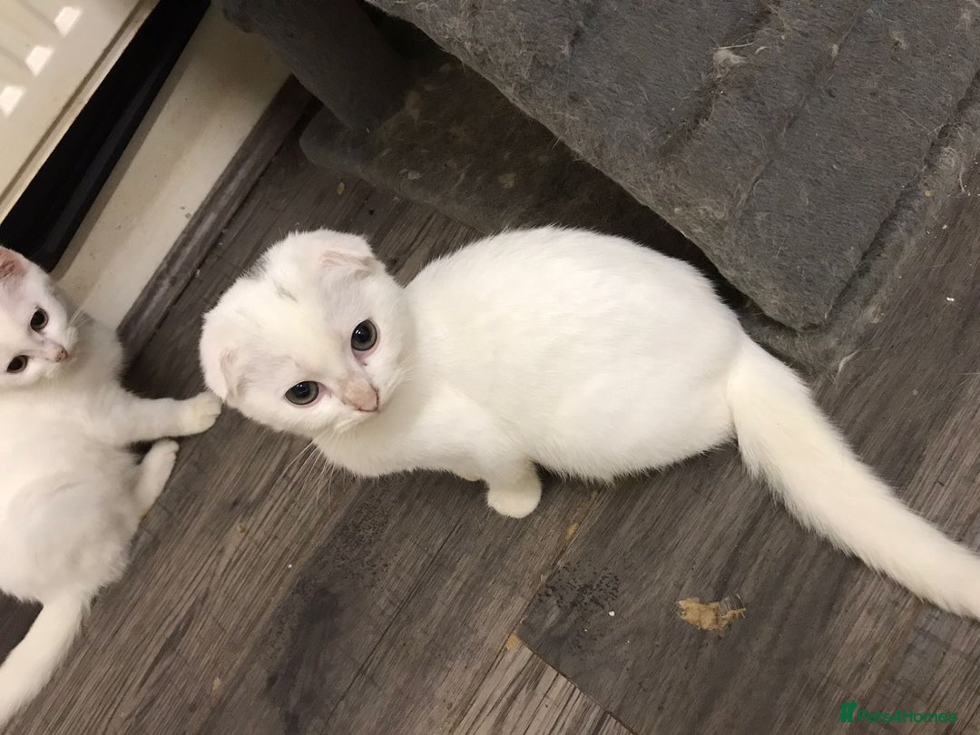 Scottish Fold cats for sale: Scottish fold kittens  - Image 1