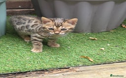 Bengal cats for sale: ✨ Bengal Kittens Looking for Loving Homes ✨ - Image 6