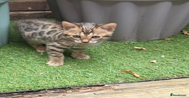 Bengal cats - Advert 8